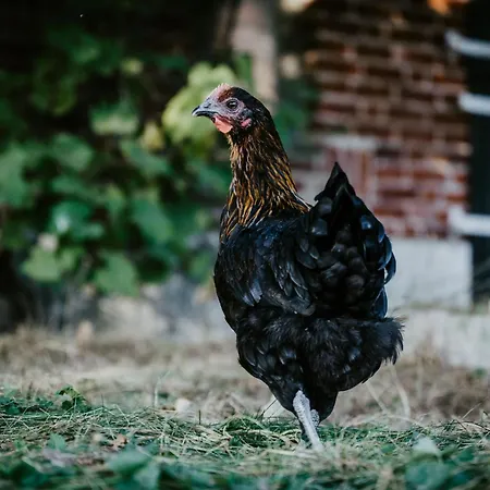 Apartmán Carpe Deimern In Der Lueneburger Heide *