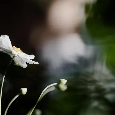 Carpe Deimern In Der Lueneburger Heide