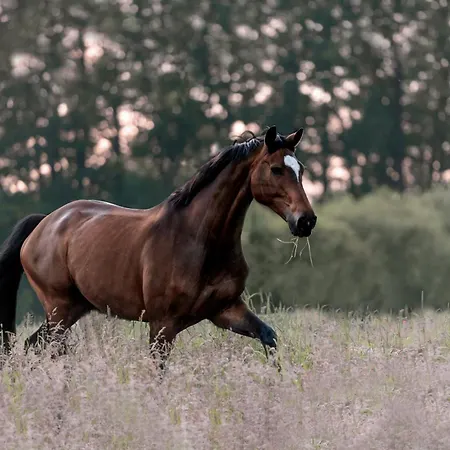 Apartmán Carpe Deimern In Der Lueneburger Heide *