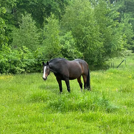 Carpe Deimern In Der Lueneburger Heide Apartman Soltau
